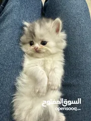  2 Cute small kitten from British Scottish mother and Persian father