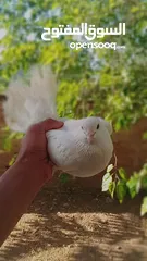  1 حمام زينه للبيع "هزاز" لون ابيض شغالات الرجاء قراءة الاعلان جيداً