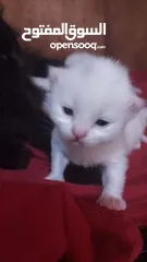  5 قطه وولادها 3 ابيض 1 اسود ذكور عمر 2 اسبوع