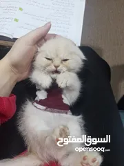  8 كتن سكوتش فولد  اقرأ الوصف شورت هير