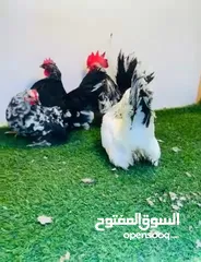  2 اربع دجاجات وفروج  كيني