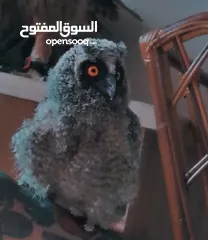  3 البوم موجود قزمي وعقابي وطويل اذن فراغ صحه 100% الرقم بالتفاصيل واتس اب