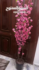  3 أشجار لوزيات أغصان طبيعي
