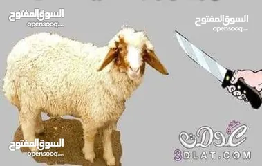  4 لحام جزار متفرغ دبح في المنازل