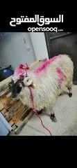  1 ابو وسام لذبح الاضاحي