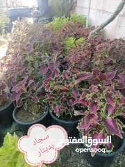  20 اشتال للبيع يتوفر اشتال منوعه وجميله