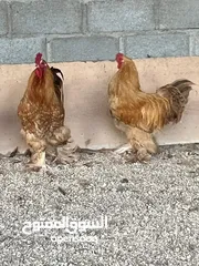  1 ديك كوشن / ديك هجين لون ابيض