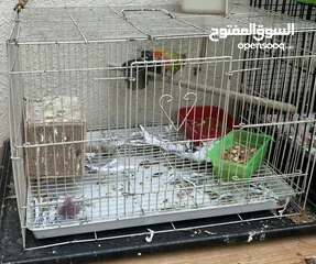  2 Birds for Adoption with Cage 5 Budgies 2 Love bird