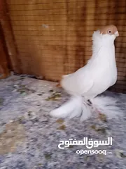  25 جوز روسي  شغلات كل جوز مستواهم واضح فحل بالوني اصفر كشف جديد  مخلفين ڤينرات ابيض عليهم كم دقه اخوان