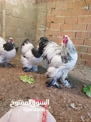  8 بيض مخصب و صيصان لسلالات دجاج نادره على مستوى العالم