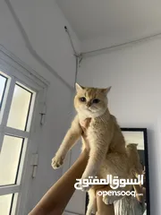  17 قطتان جميلتان تبحثان عن بيت دافئ  Two lovely cats looking for a loving home