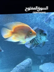  4 Aquarium fish