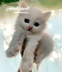  4 كتن هملايا مكس شيرازي للبيع