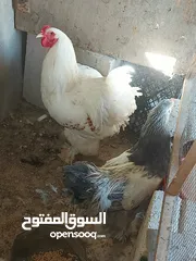 1 جاج للبيع براهما باكستاني بلدي لوهمان اربد