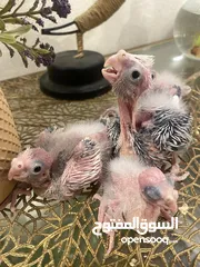  3 من اجمل طفرات وألوان الكروان الهولندي بسعر العادي