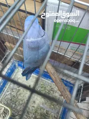  15 ببغاء دره لون ازرق طفره