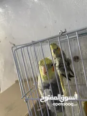  1 جوز كوكتيل للبيع في معان الجوز شغالات وفي معاهن أفراخهم السعر من الاخر