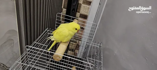  4 ببغاء دره لو اصفر مميز