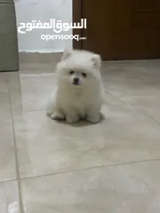  2 بومرينيان بيور للبيع
