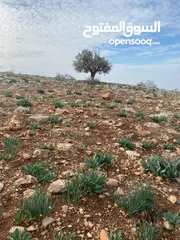  5 14 قطعة أرض في أجمل مناطق كفرنجه في عجلون