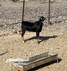  6 اقرا الوصف قبل تواصل