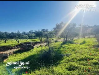  6 ارض زراعيه للبيع في اجمل مناطق العالوك