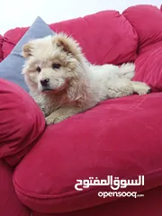  3 تشاو تشاو بيور انثى للبيع ماخذه المطاعيم متعوده على كل اشي