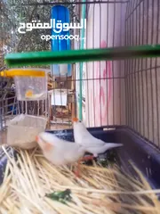  5 ثلاث جواز جانبو  جنه جوز تحتهم بيض