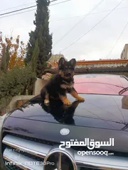  2 كلاب جيرمن