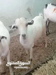  2 ذبائح صوماليه مطعومه حلال طيب شحم ولحم