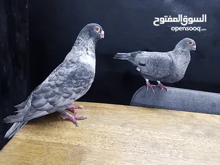  1 جوز قراقطه للبيع معهم فرخ