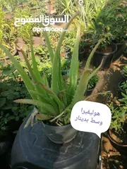  12 اشتال للبيع يتوفر اشتال منوعه وجميله