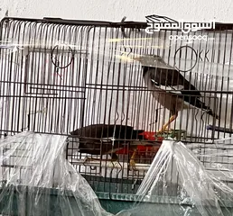  2 جوز طائر المينا اقرأ الوصف