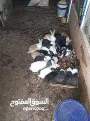  4 ارانب بلدي للبيع المستعجل مشكل كبير وصغير ومعاشير ومواليد