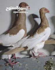  27 حمام نخب الماني جواز وفردات