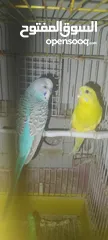  5 ذكرين كوكتيل مع قفص كاسكو جوز حب تحتهم اربع فراخ صحه ونظافه والسعر 70