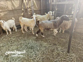  3 مجموعة أغنام