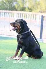  1 Dog Rottweiler