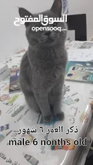  2 قطط للتبني cats/kittens for adoption