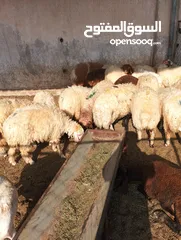 26 ذبيح للبيع طيبه سمان عزيمه ثلاجه خرفان طيبة هرفي جذع وتساب اتصال لتوصيل جميع مناطق قطر سوري بلدي