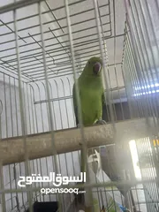  2 ببغاءالدرة