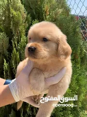  5 Golden retriever puppies male and female