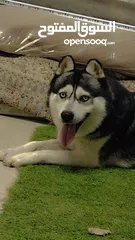  2 كلب هاسكي (اليكس)