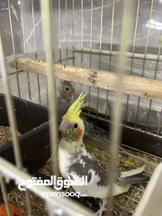  4 ثلاث فراخ كوكتيل مع الأب