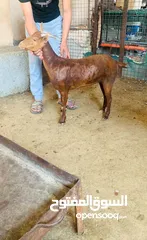  3 صلالي مقزم الاصلي سخال غزلاني