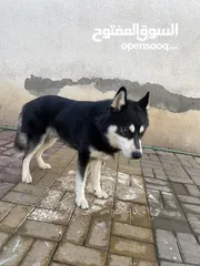  1 Adoption: German shepherd/Siberian Husky