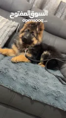  4 جرو جيرمن 3 شهور للبيع