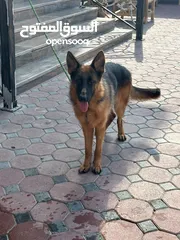  4 Female German Shepherd جيرمان شيبرد إناث