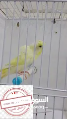  7 سعر حرققققق