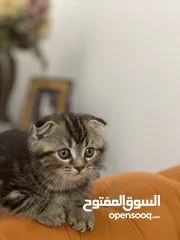  2 قط سكوتش 